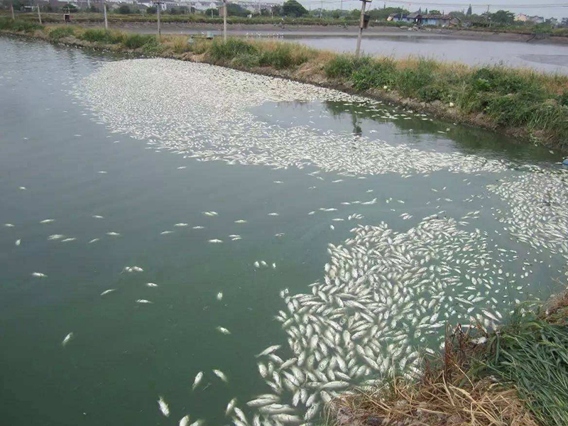 水產(chǎn)養(yǎng)殖中硫化氫超標會造成哪些危害
